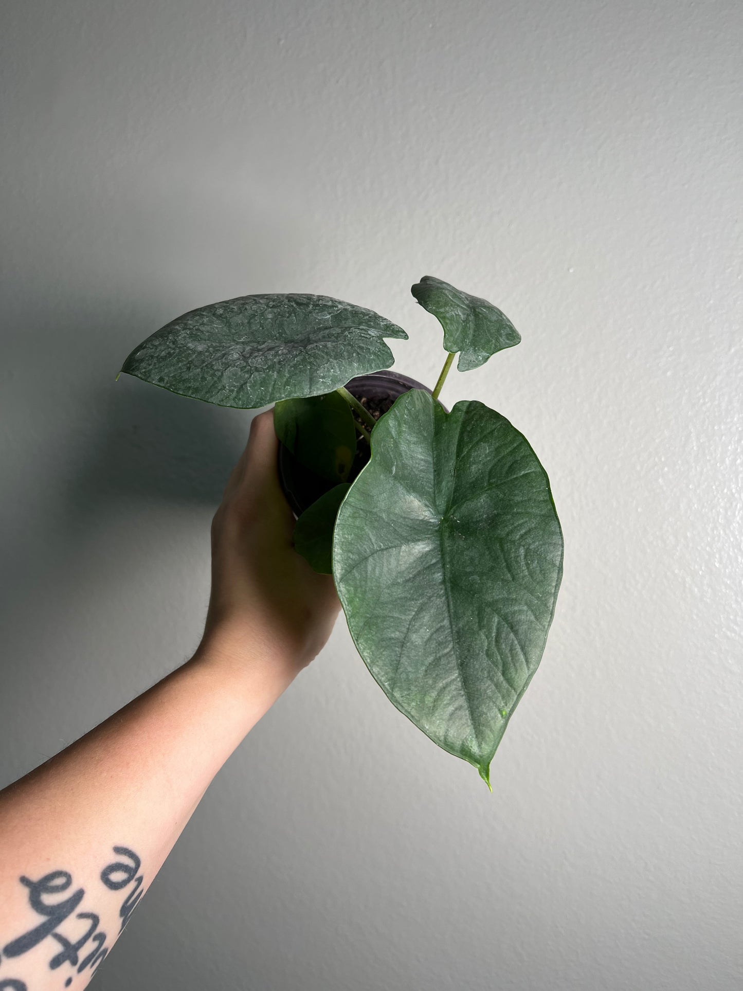 4” Alocasia Blue Dragon