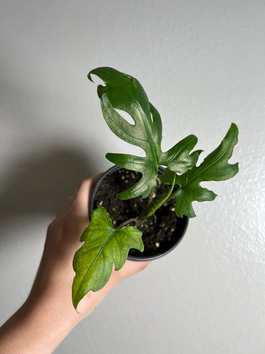 4” Alocasia Brancifolia (Serpents Tail)