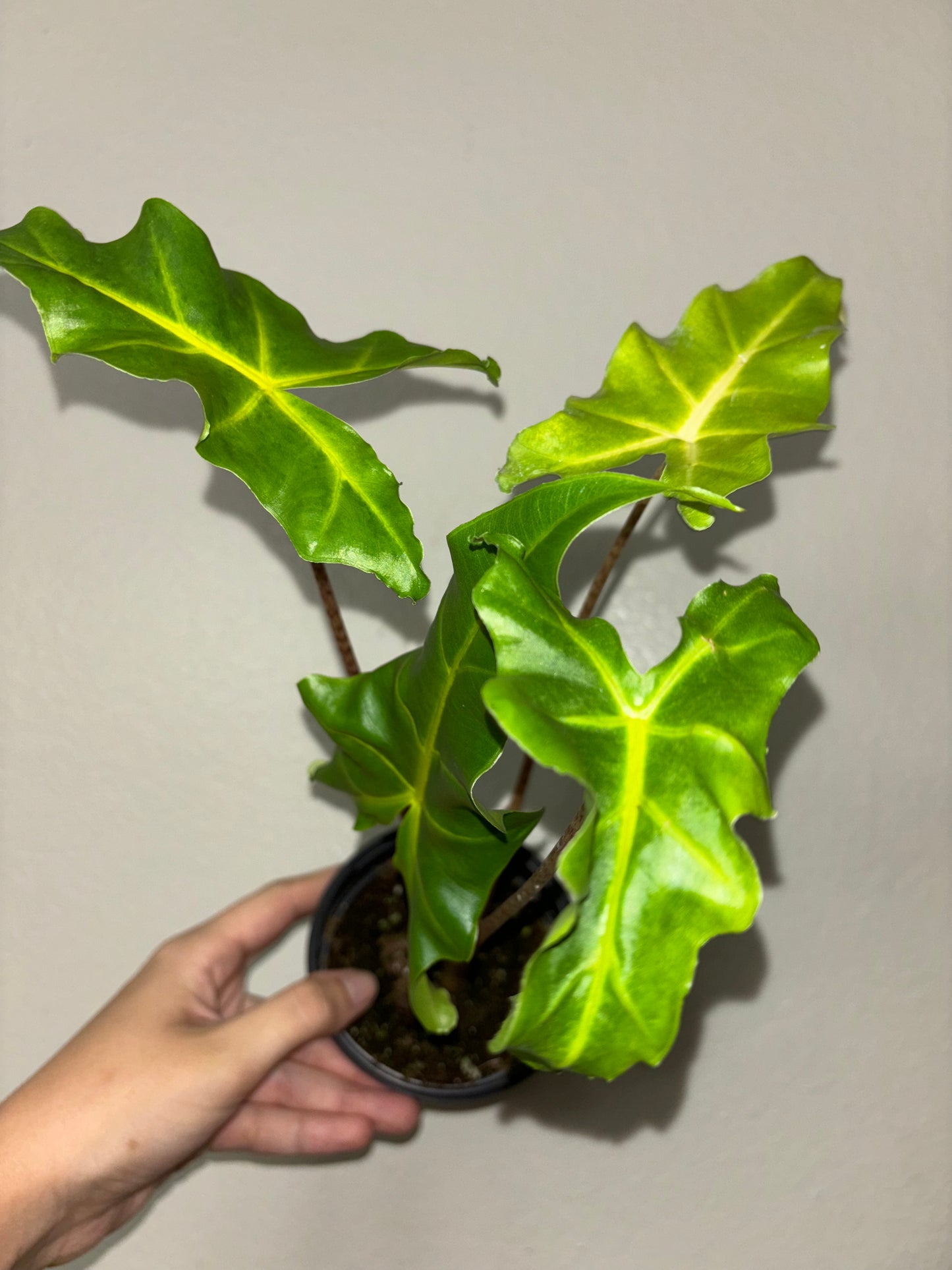 4” Alocasia Golden Dragon