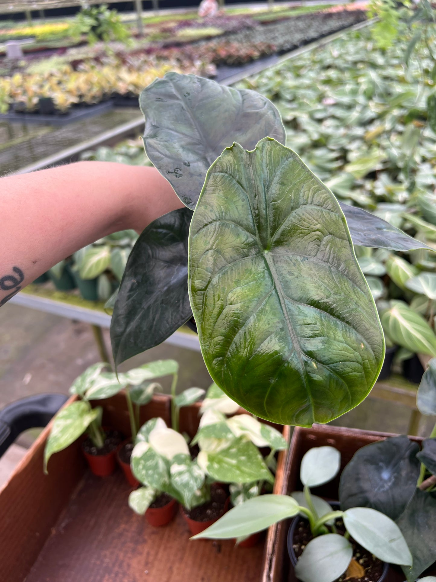 4” Alocasia Green Unicorn