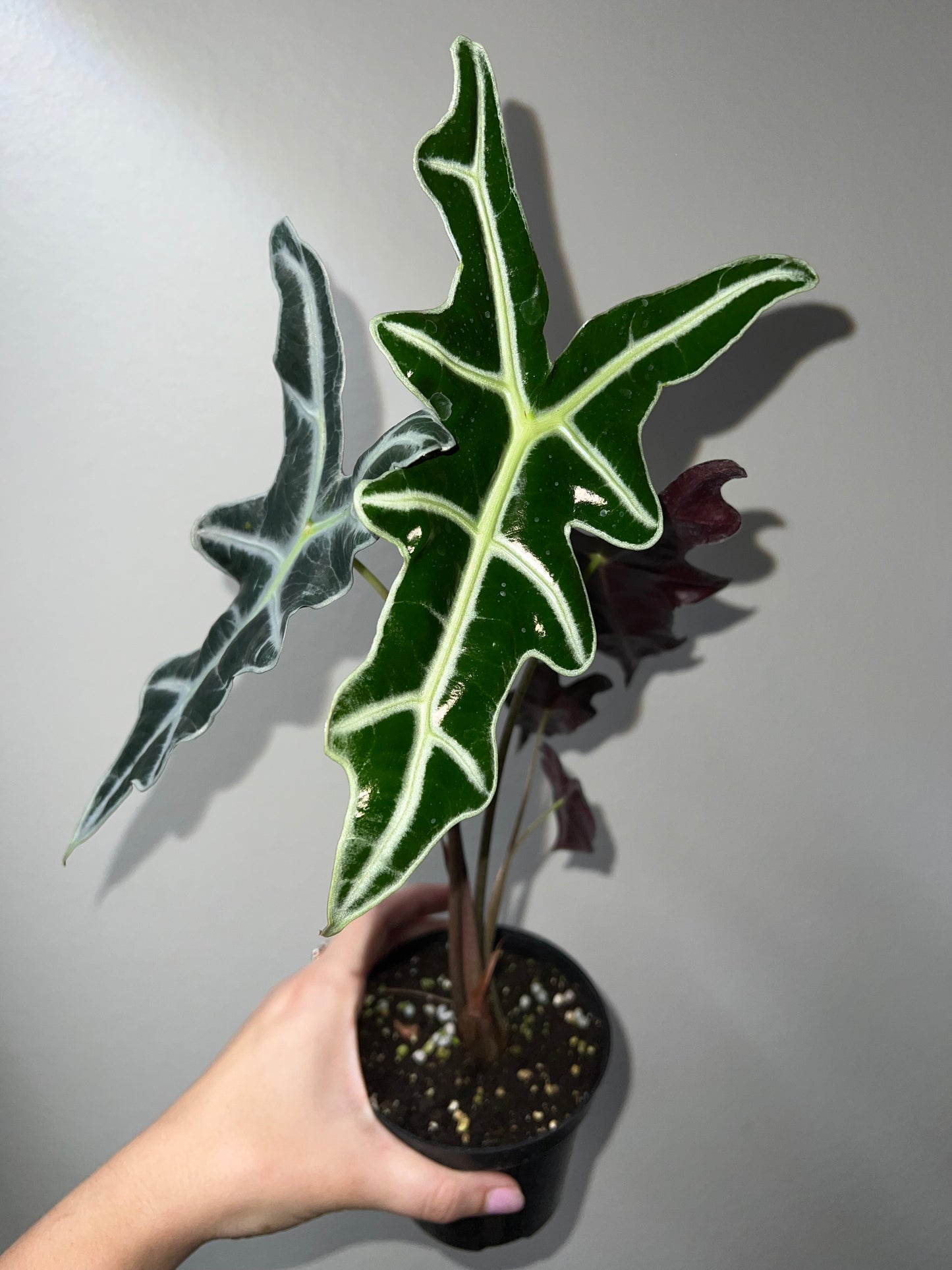 4” Alocasia Nobilis