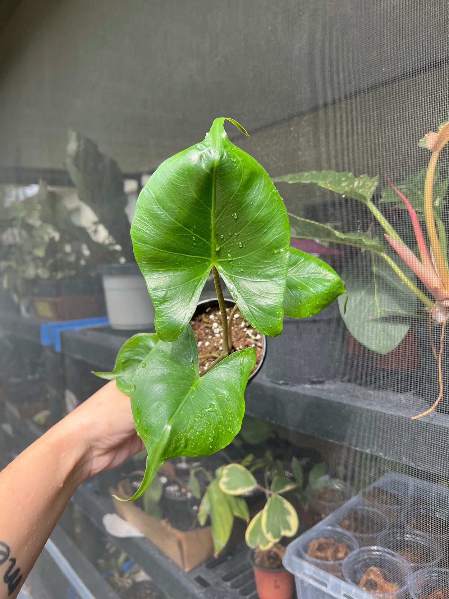 4” Alocasia Stingray