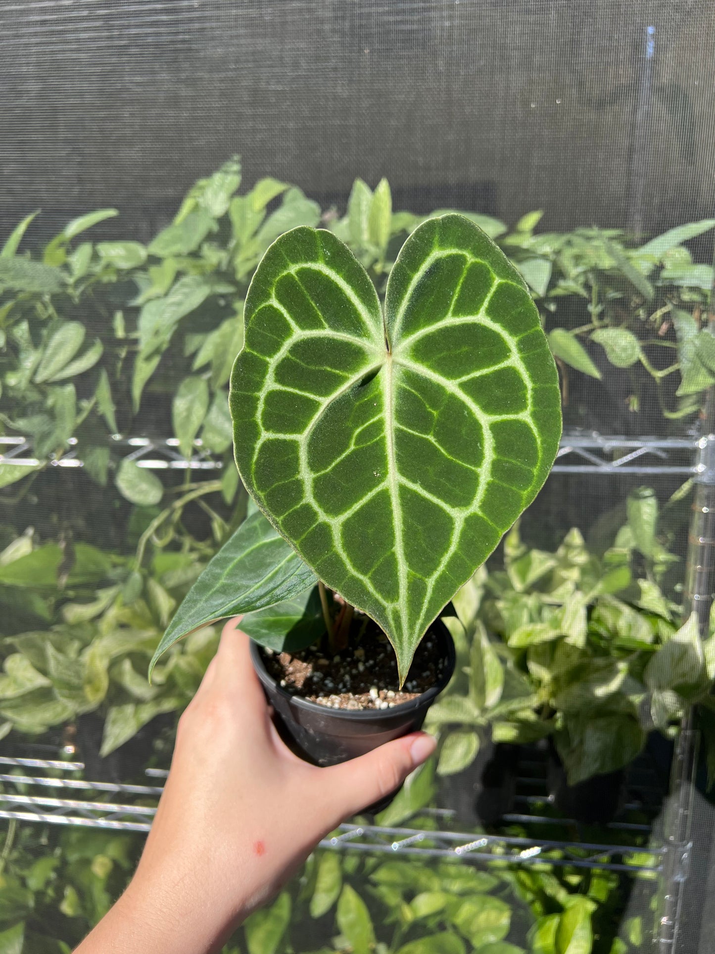 4” Anthurium Clarinervium Hybrid