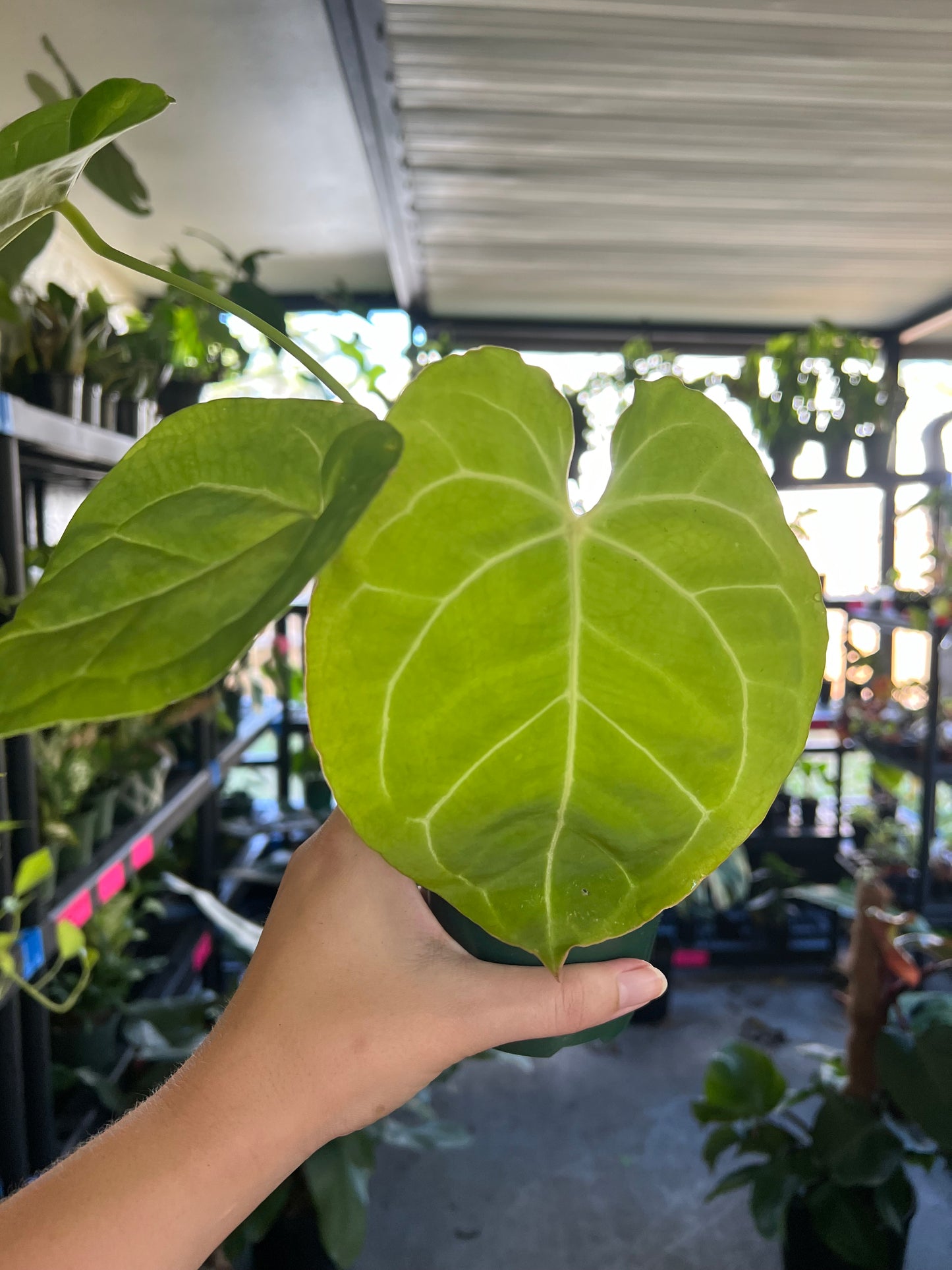 4” Anthurium Crystallinum