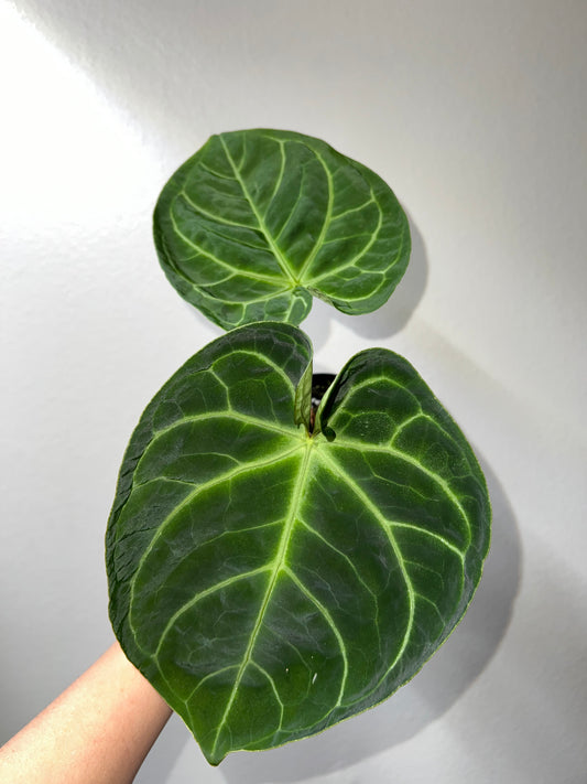 4” Anthurium Hoffmanii X Michelle