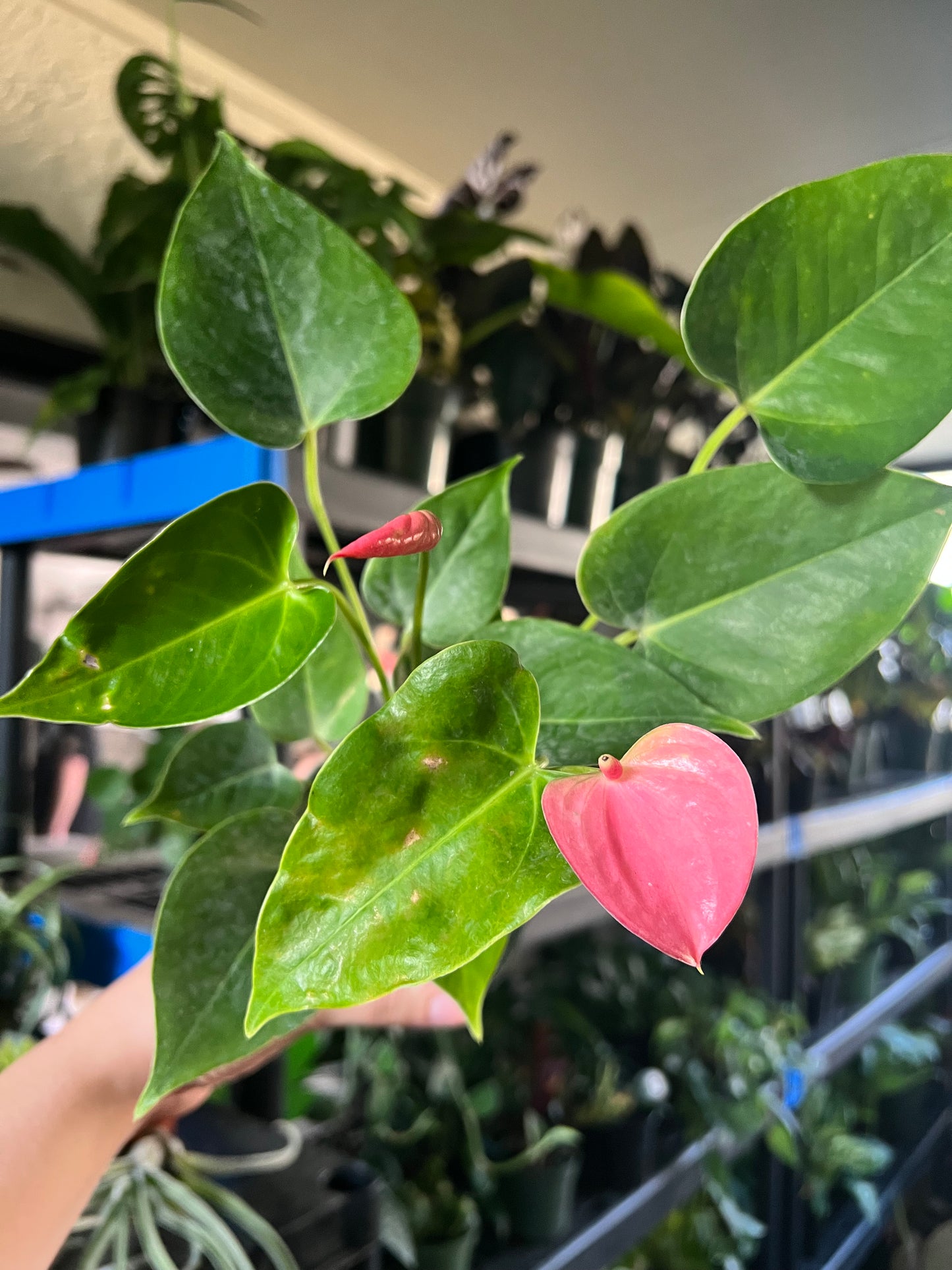 4” Anthurium Royal Pink Champion