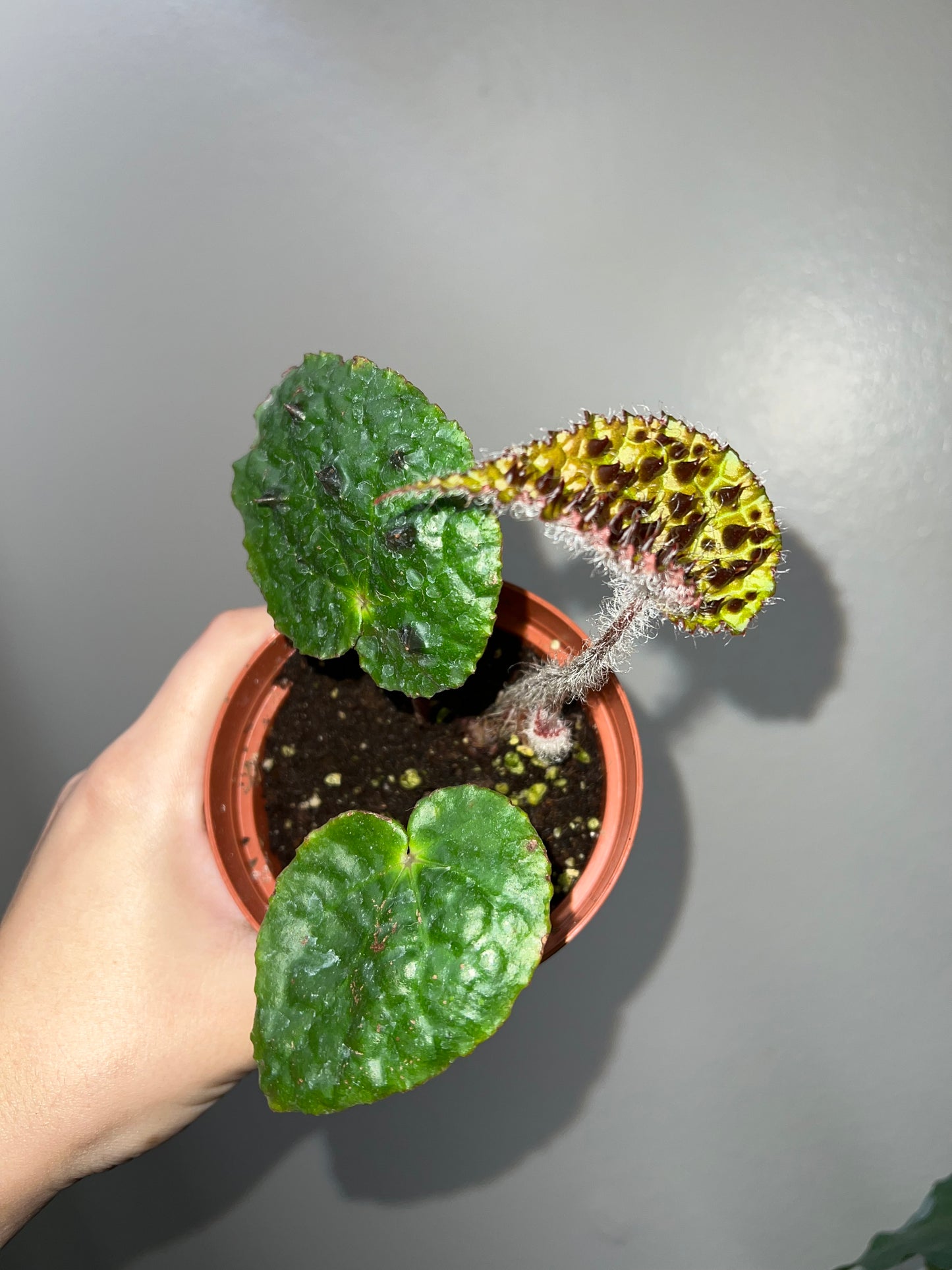 4” Begonia Ferox