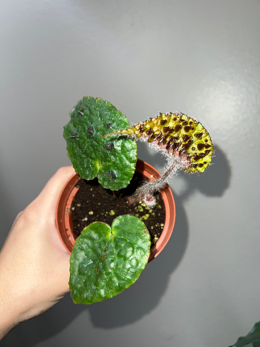 4” Begonia Ferox