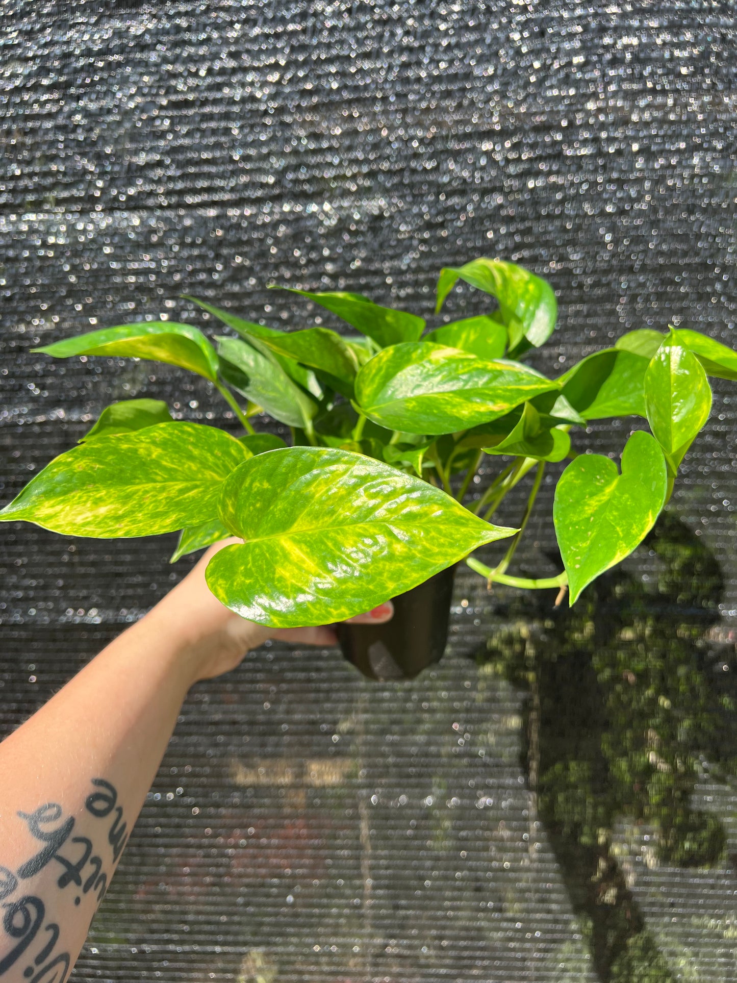 4” Golden Pothos (Epipremnum Aureum)