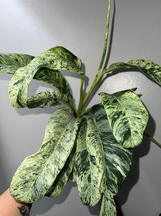 4” Epipremnum Giganteum Marble