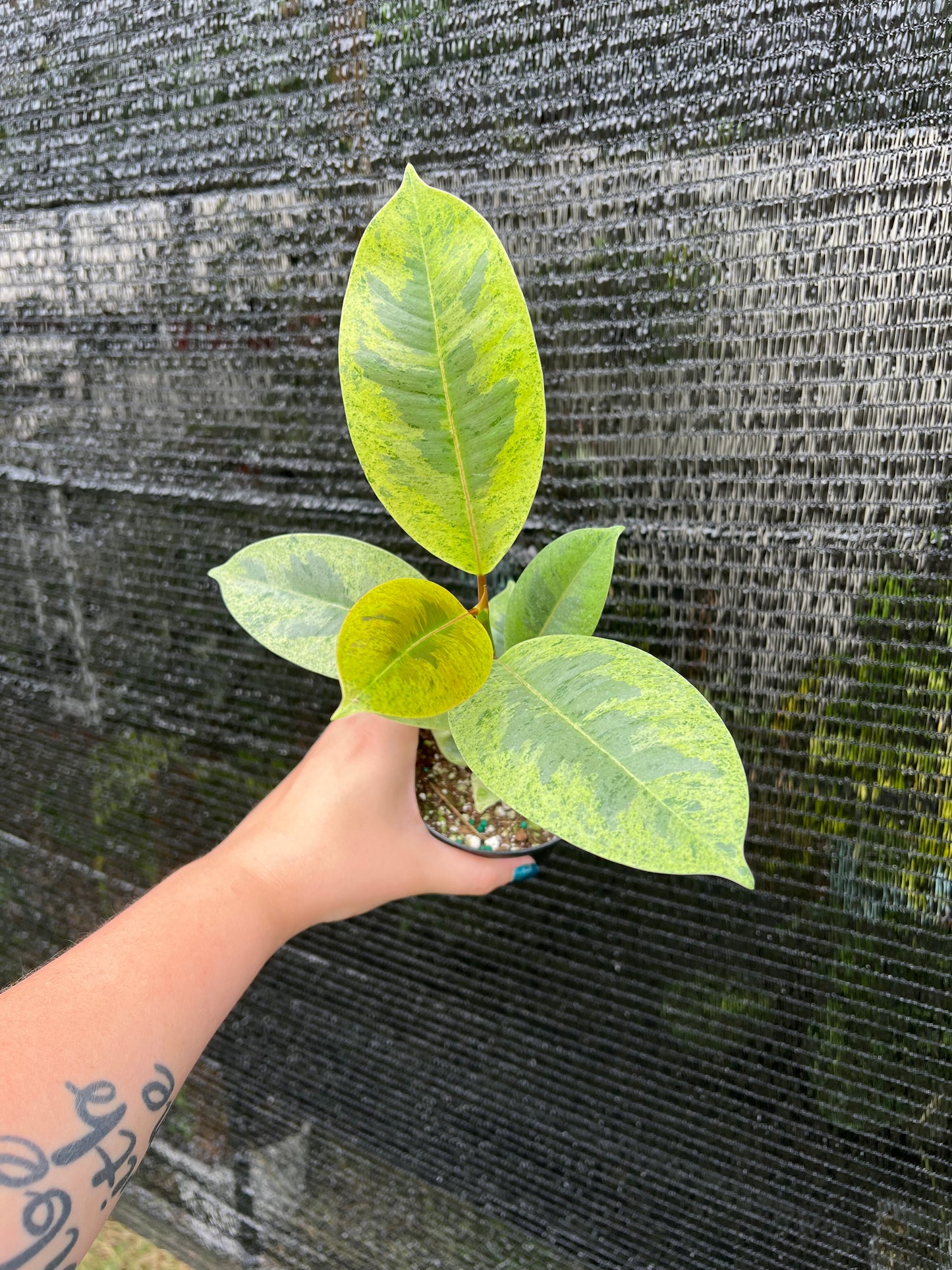 4” Ficus Shivereana Moonshine