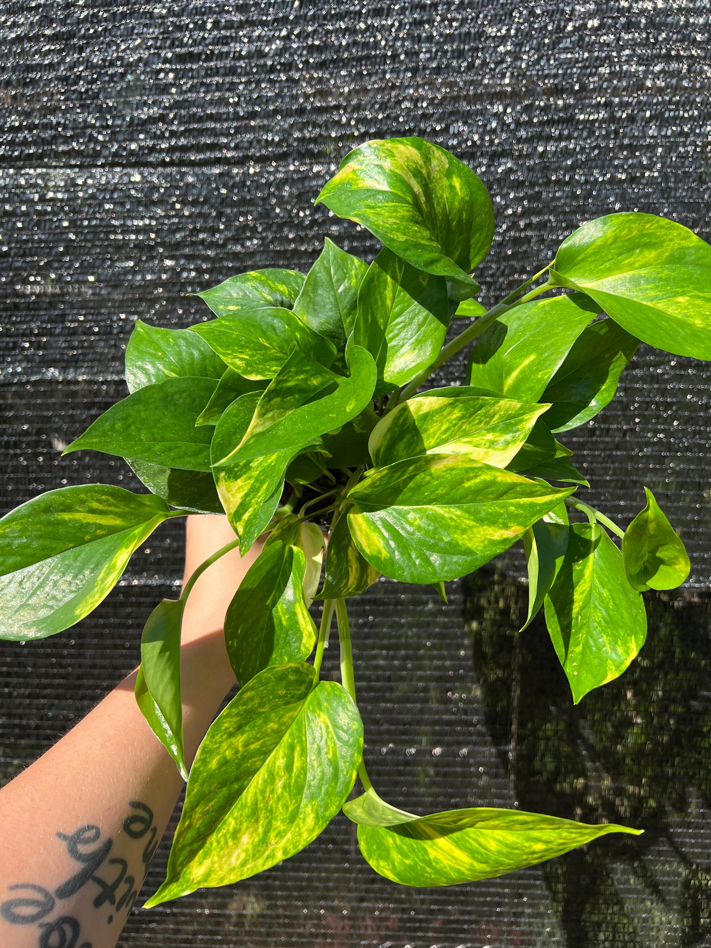 4” Golden Pothos (Epipremnum Aureum)