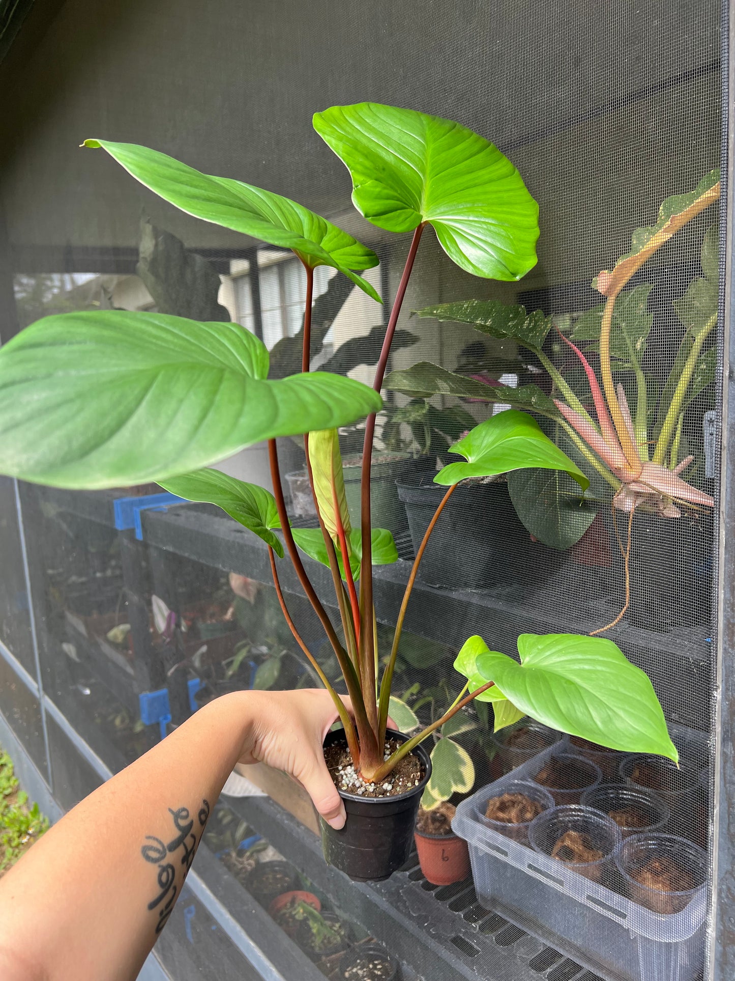 4” Homalomena Rubescens