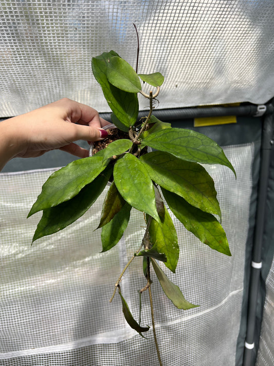 4” Hoya AH April