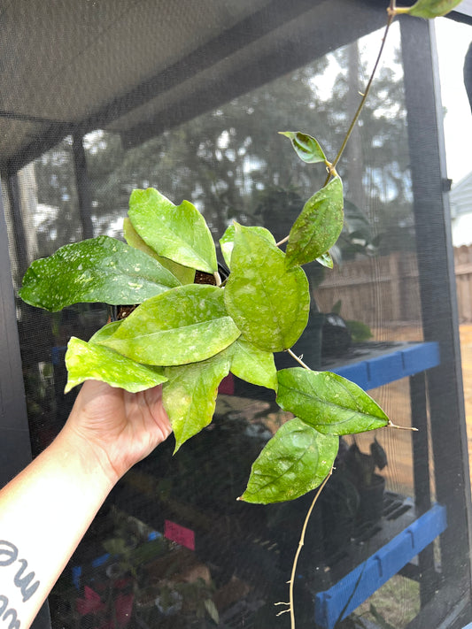 4” Hoya Chicken Farm