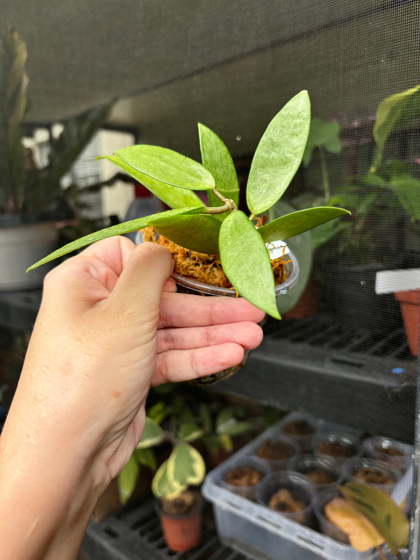 4” Hoya Silver Lady