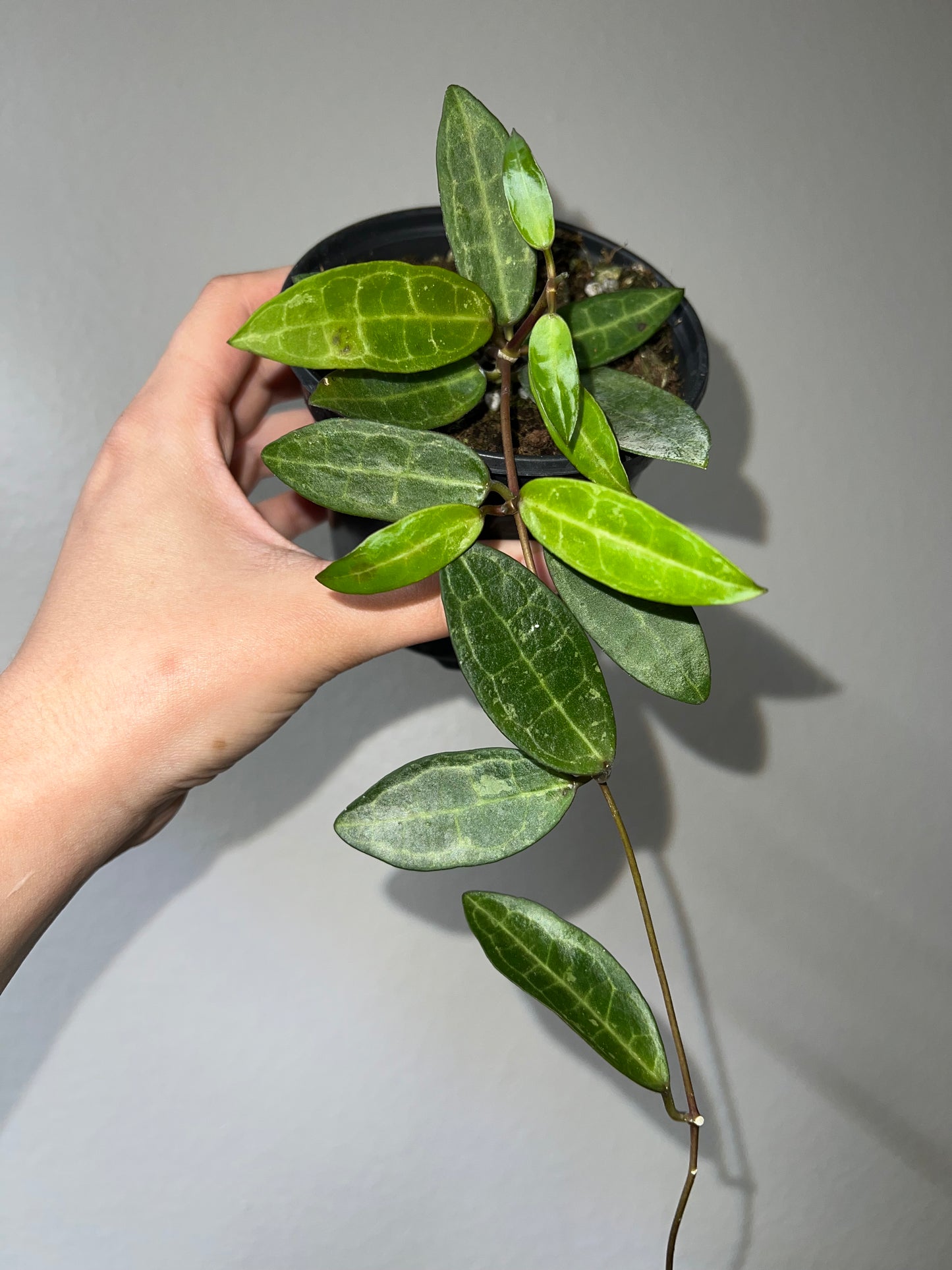 4” Hoya Eliptica