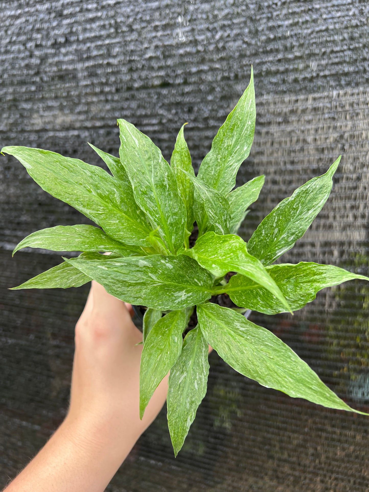 Hand holding a potted green plant against a textured gray background