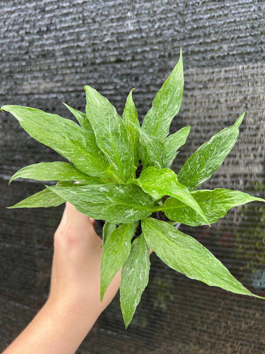 Hand holding a potted green plant against a textured gray background