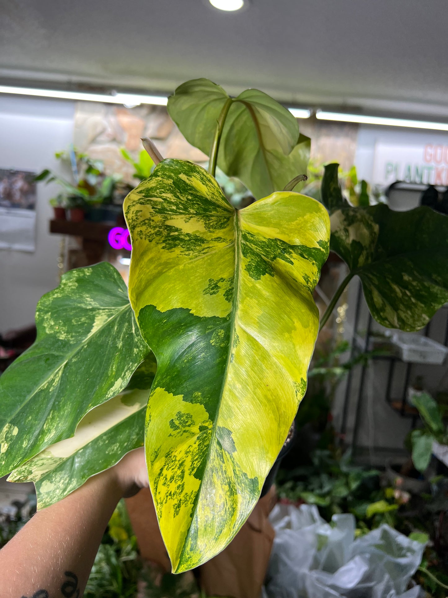 4” Philodendron Domesticum Variegata