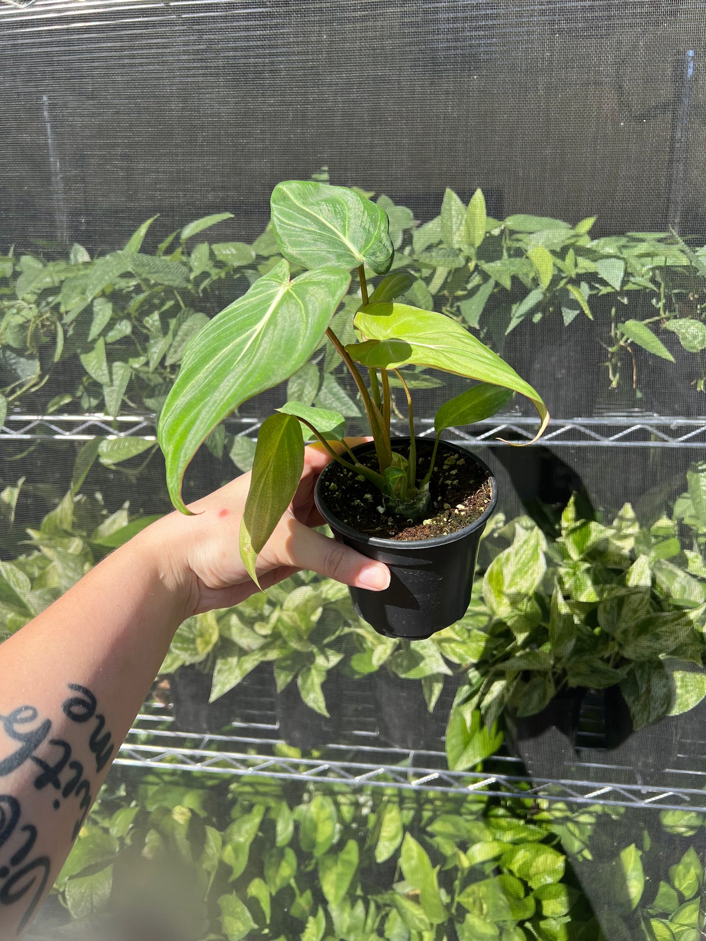 4” Philodendron Gloriosum