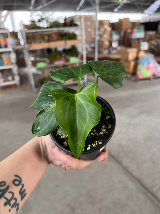 4” Anthurium Delta Force