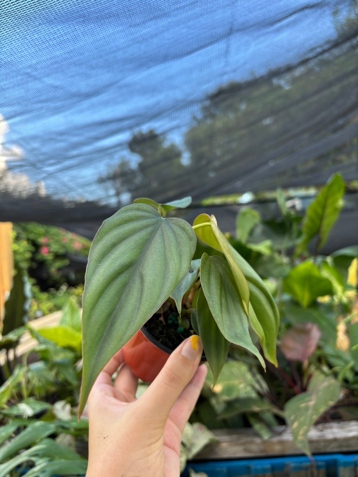 4” Philodendron Columbia