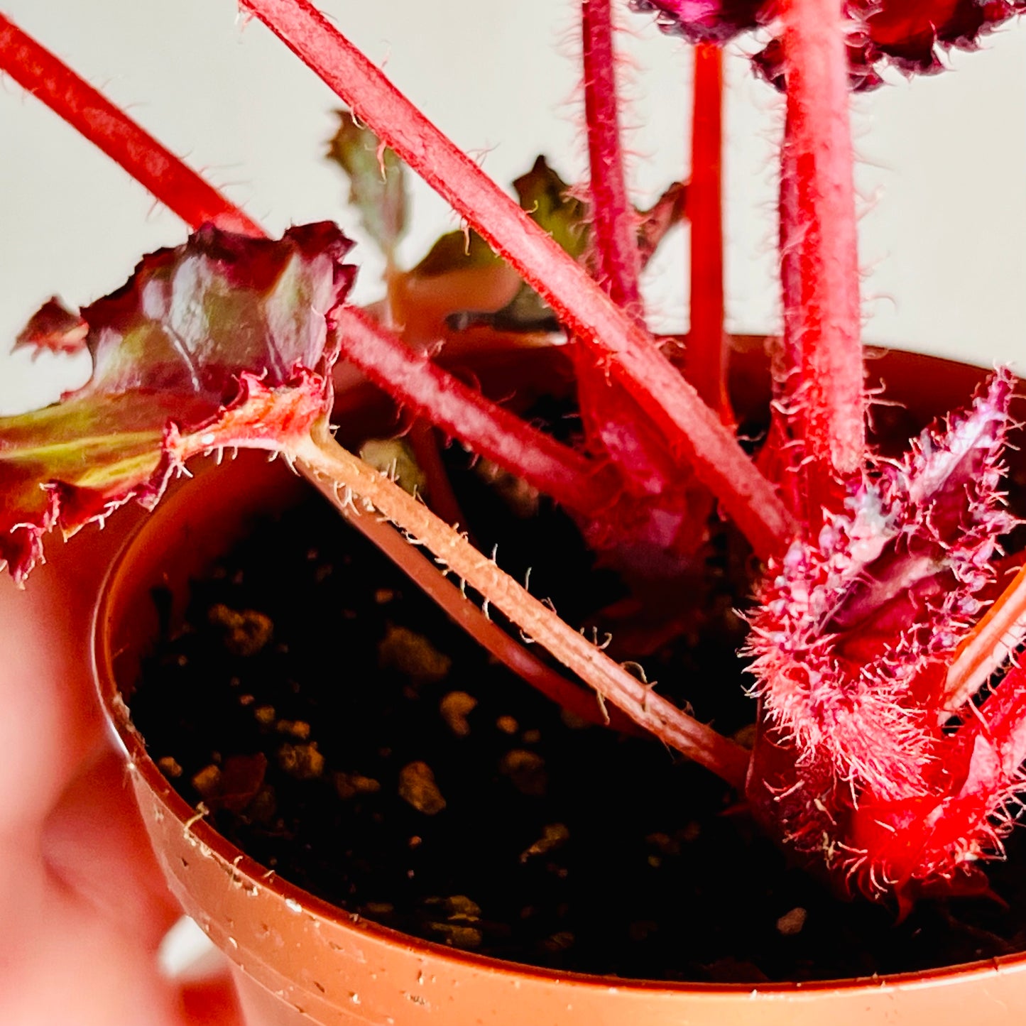 4” Begonia ‘Harmony’s Red Velvet’