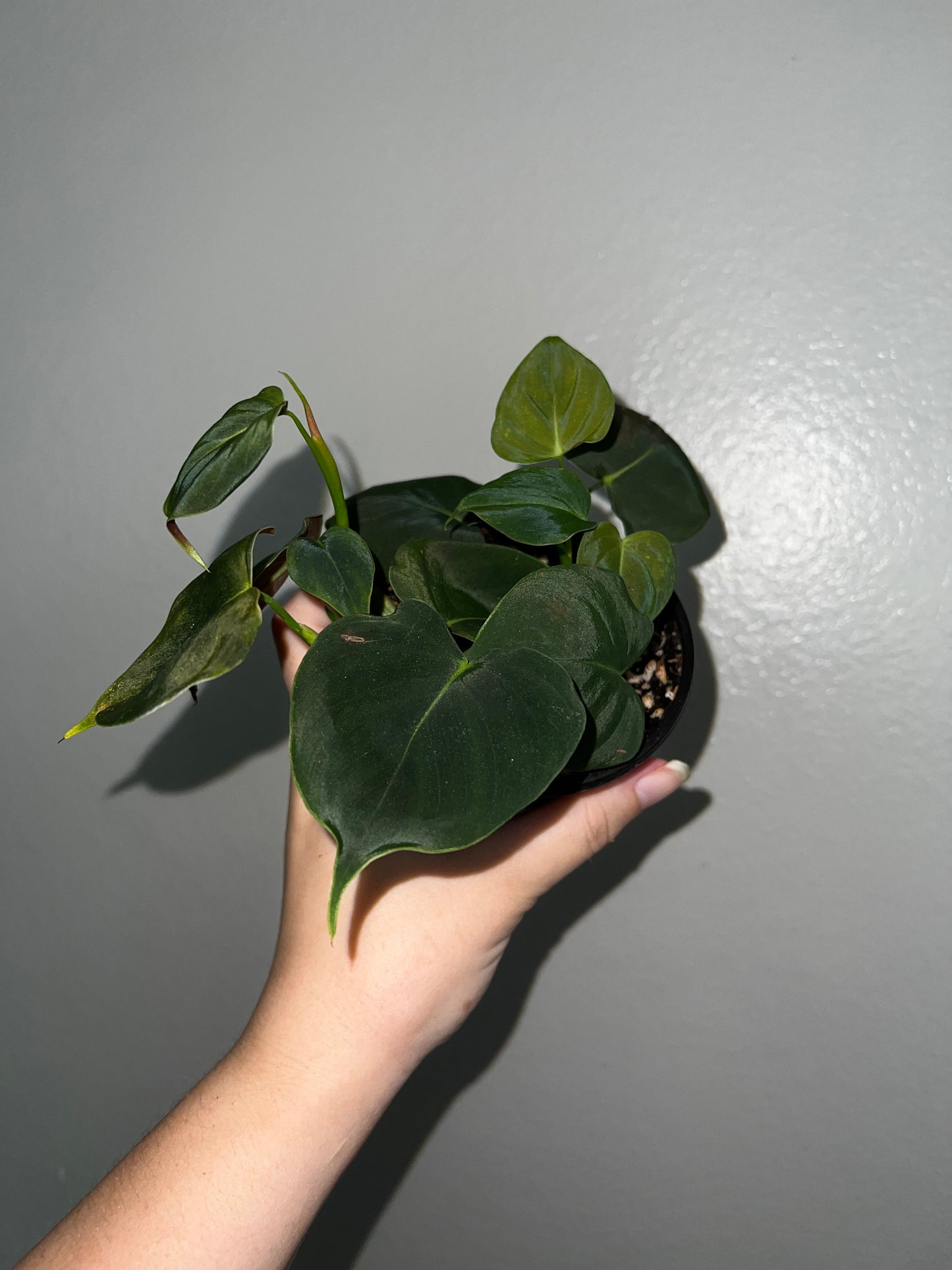 4” Philodendron Lupinum Starter