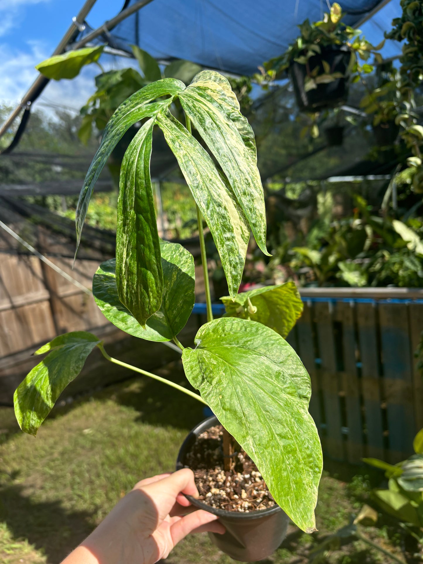 6” Amydrium Zippelianum Variegated