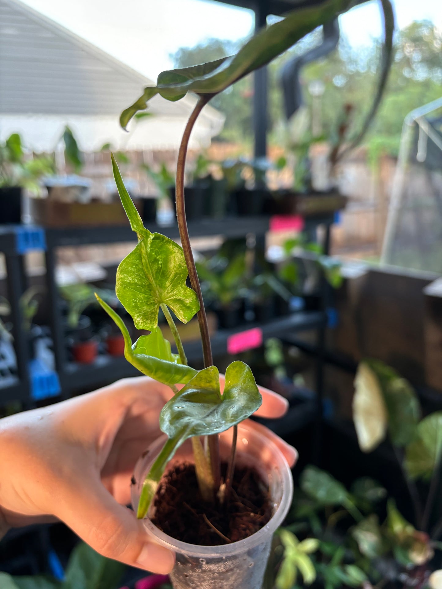 3” Variegated Alocasia Stingray