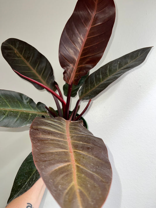 8” Philodendron Sun Red