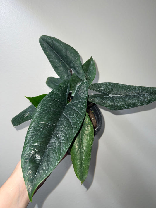 6” Alocasia Scalprum