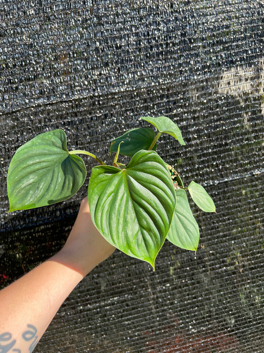 4” Philodendron Plowmanii