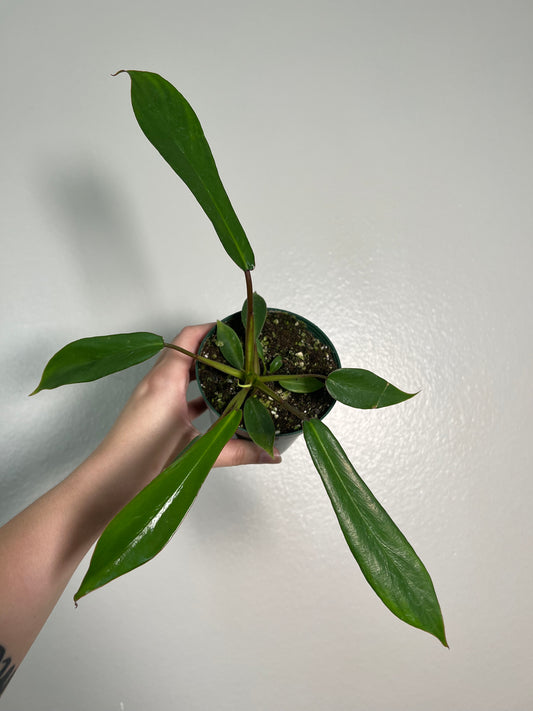 4” Philodendron Joepii