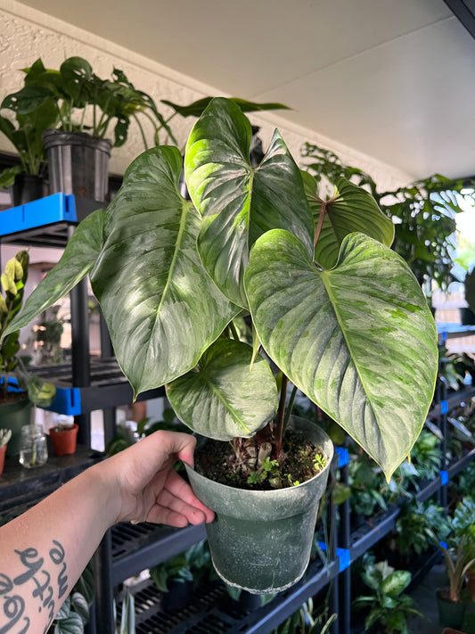 6” Philodendron Sodiroi (Mature)