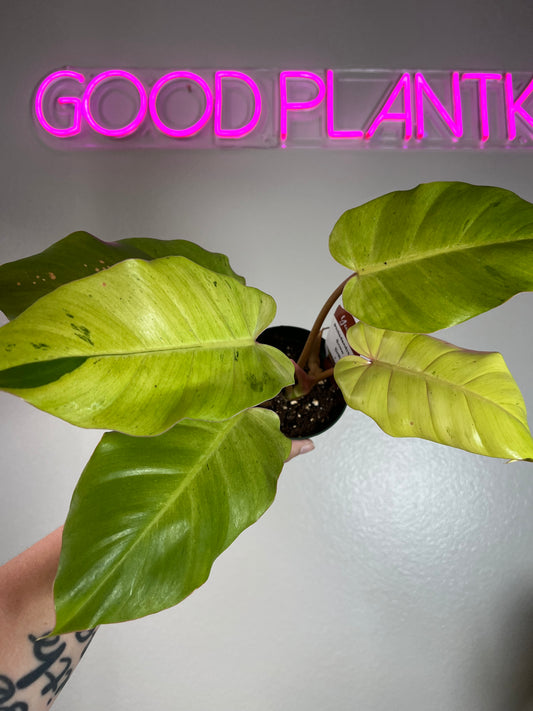 4” Philodendron Snowdrift