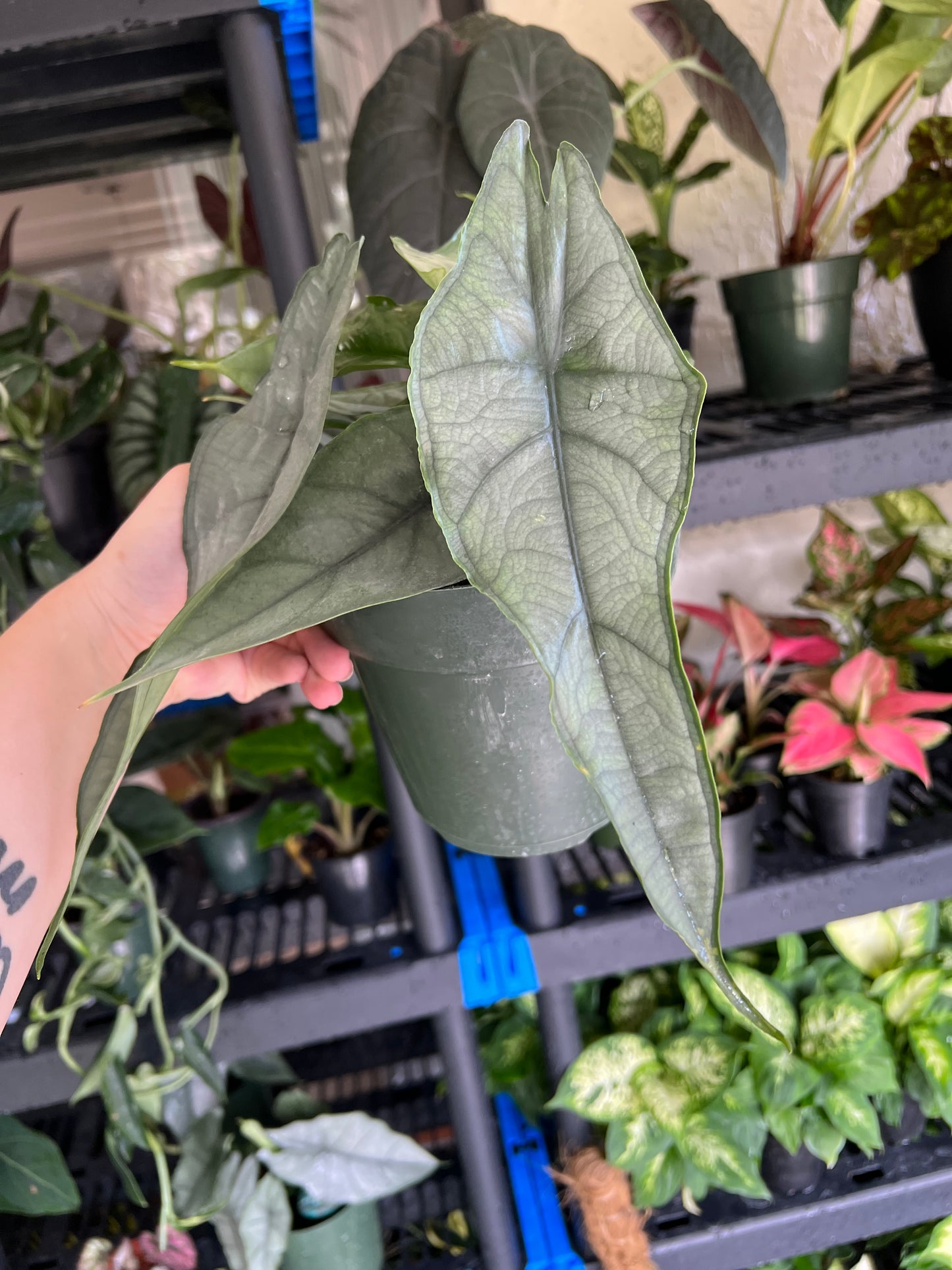 6” Alocasia Dragons Breath