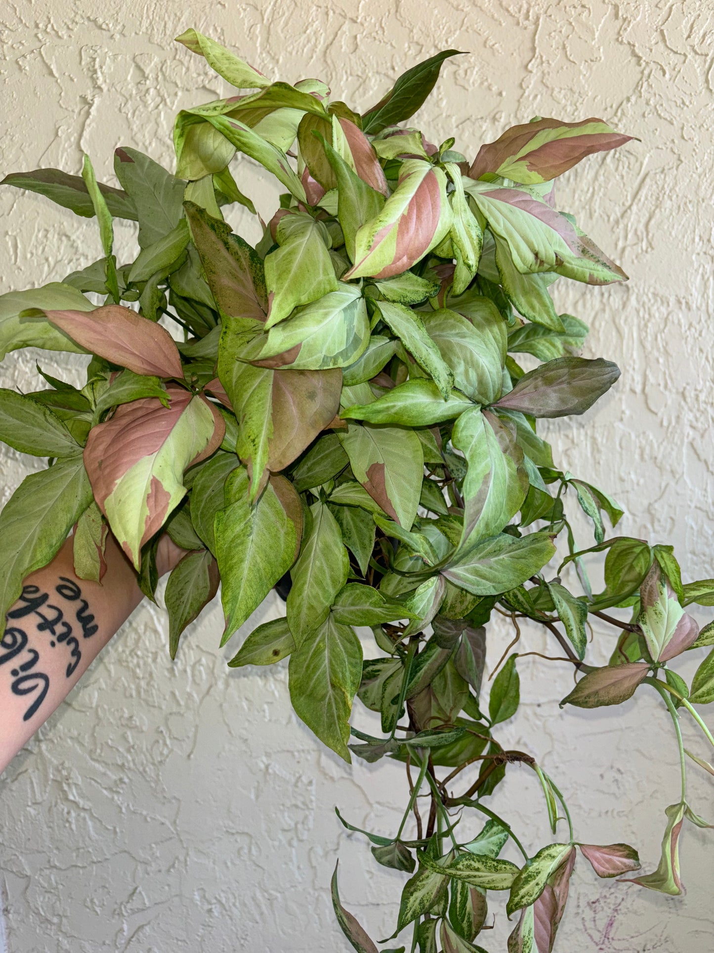 6” Syngonium Strawberry Milk