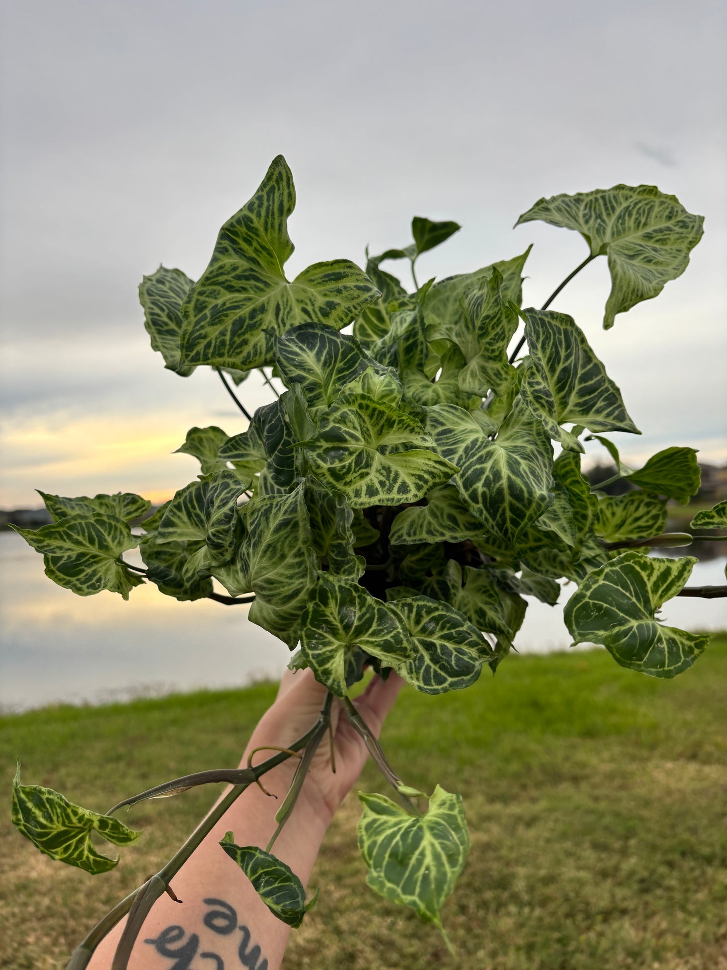 6” Syngonium Batik