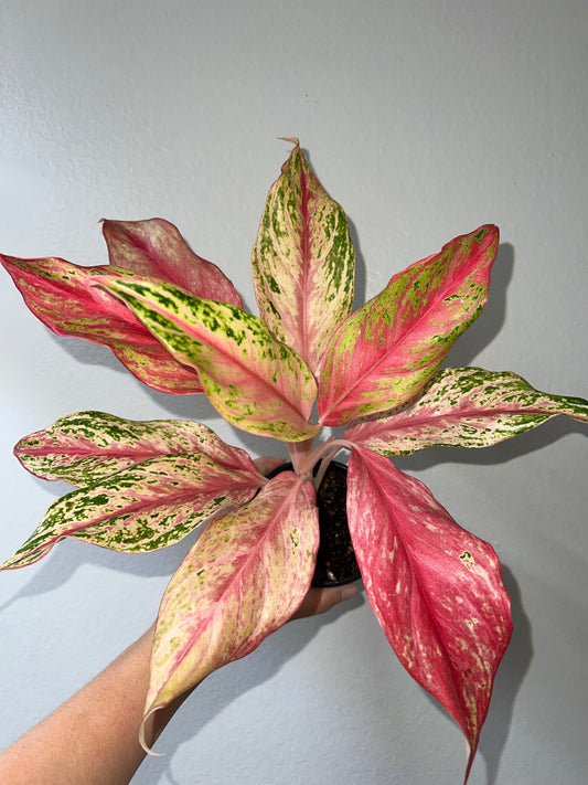 4” Aglaonema Pink Butterfly