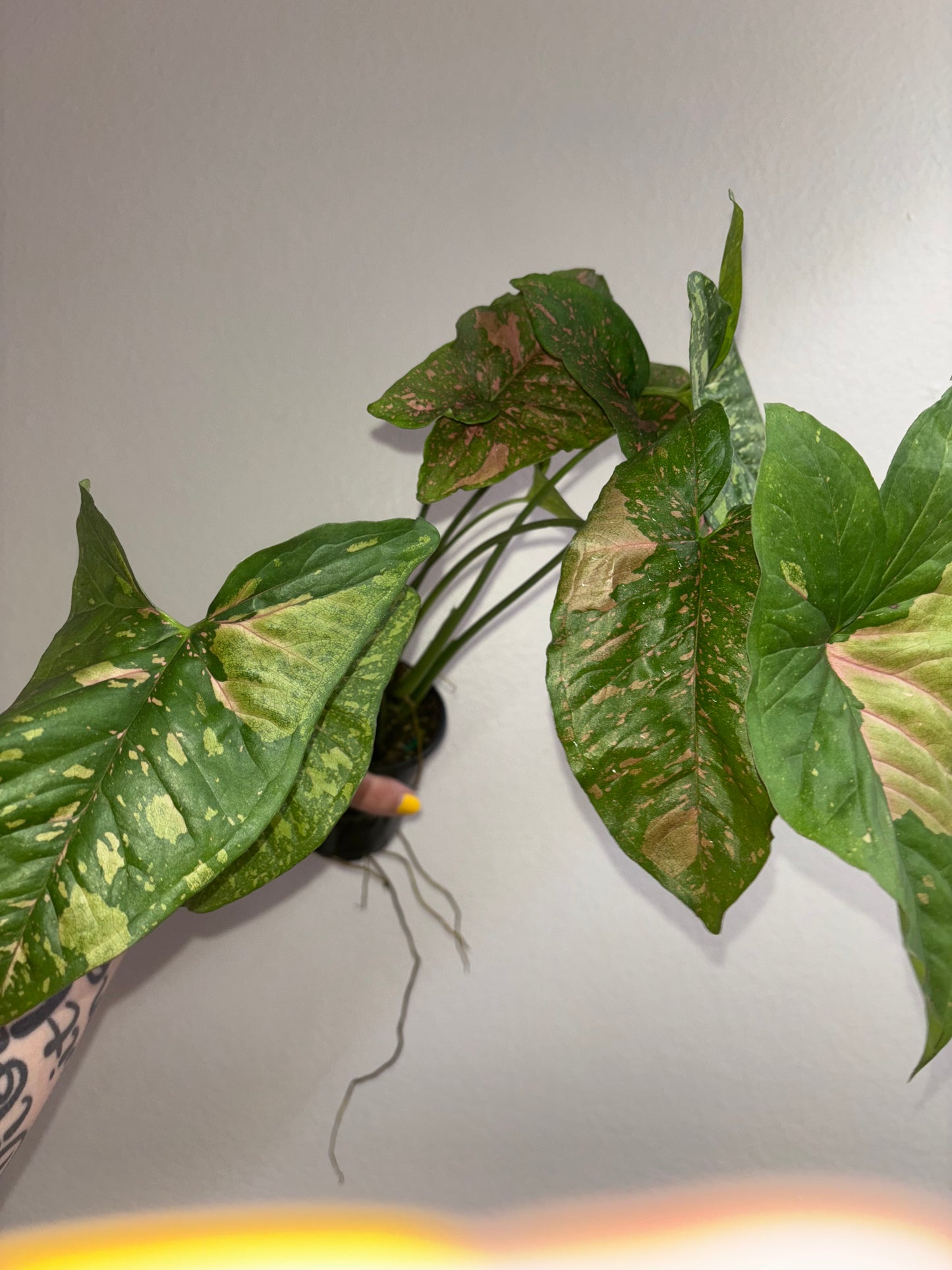 4” Syngonium Pink Splash Allusion