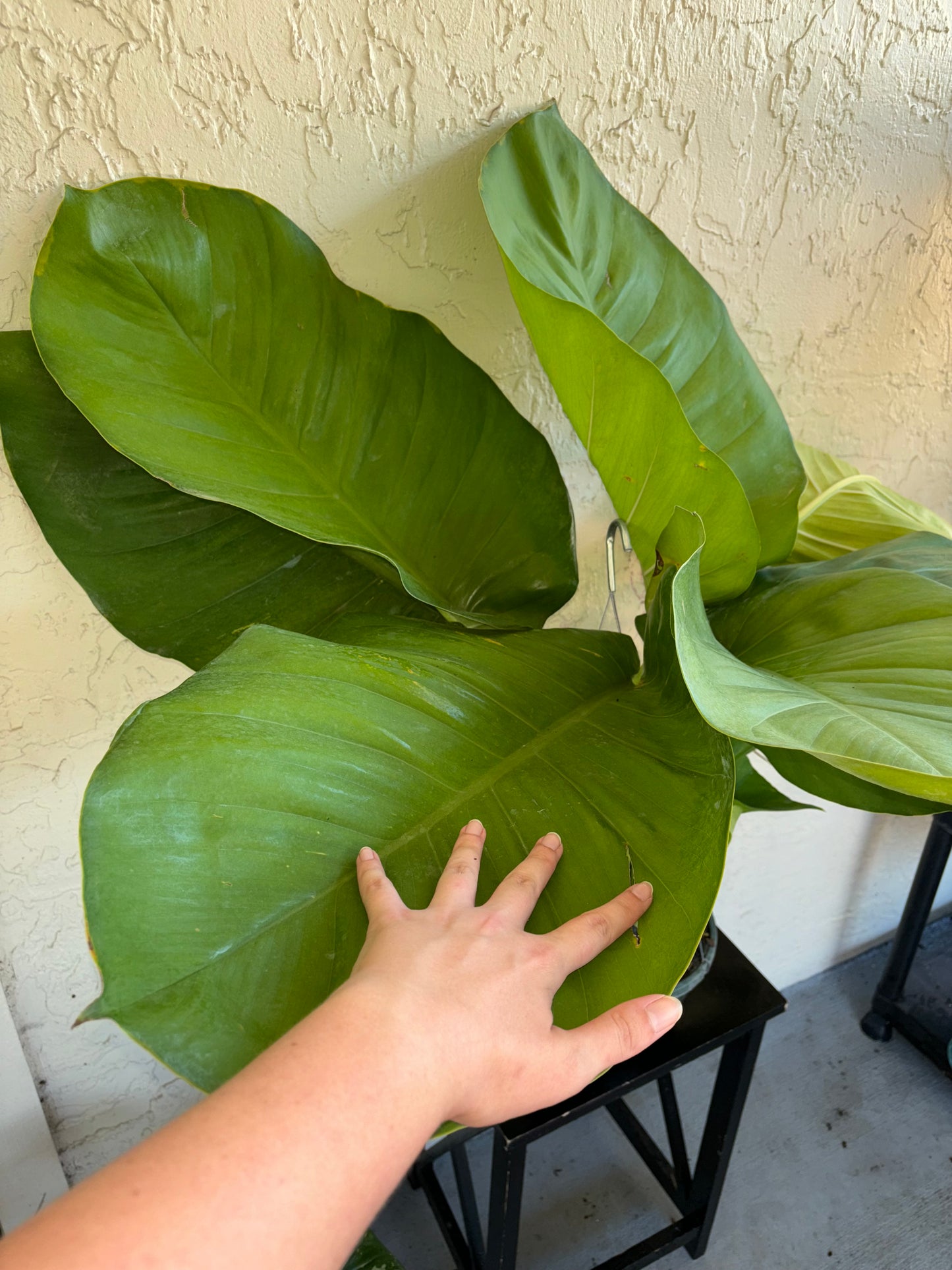 8” GIANT Jade Pothos Hanging Basket