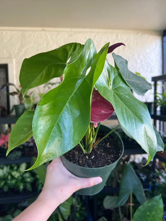 6” Anthurium Utah