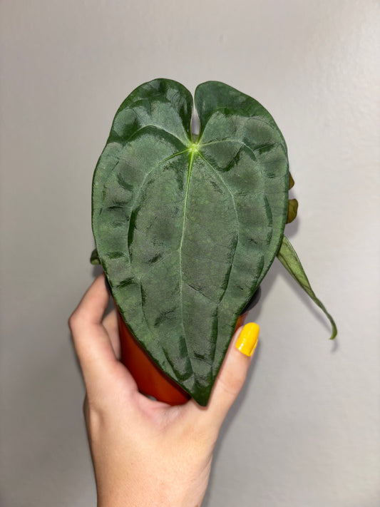 4” Anthurium Luxurians