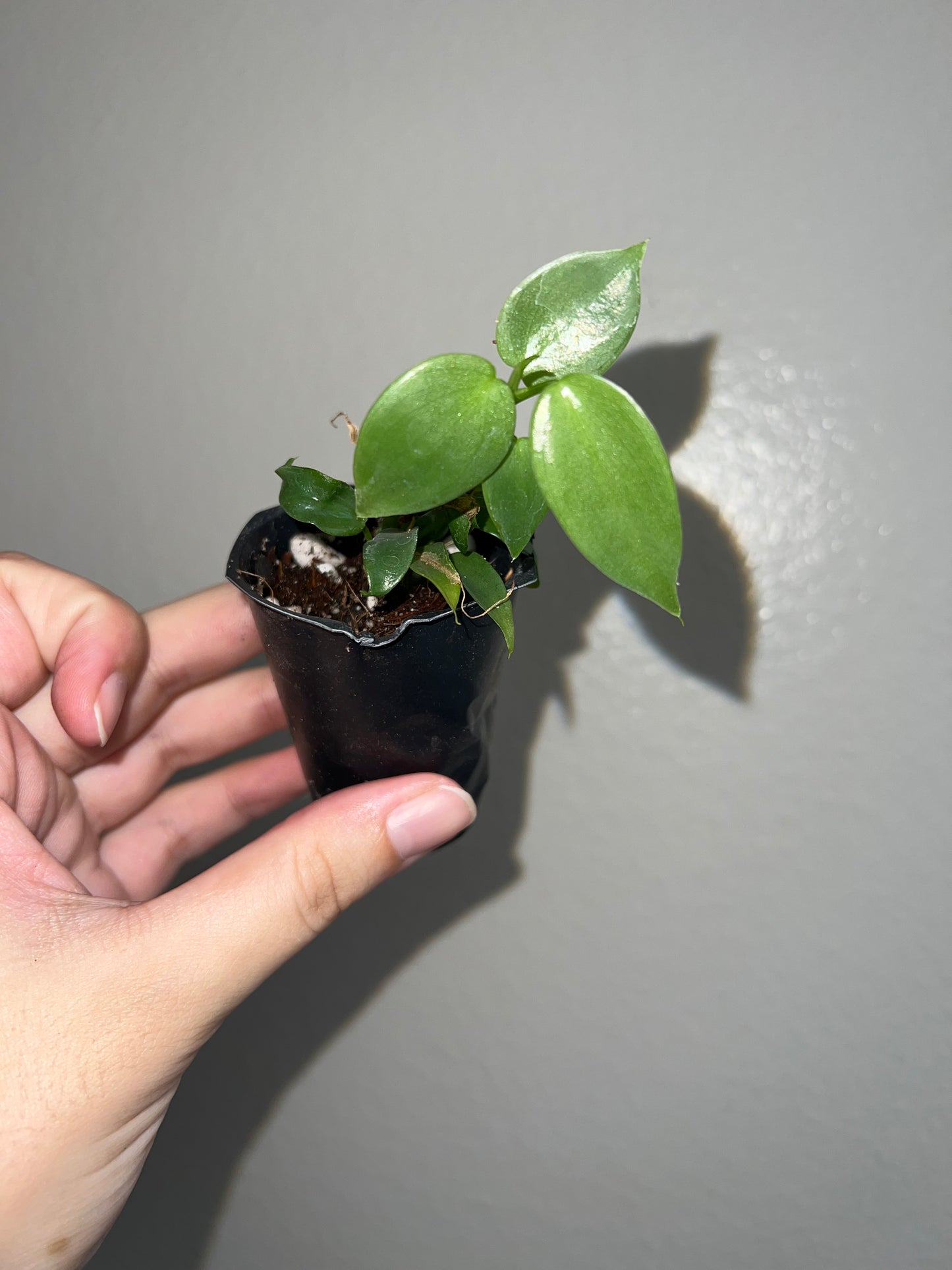 2” Philodendron Bippenifolium (Violin)