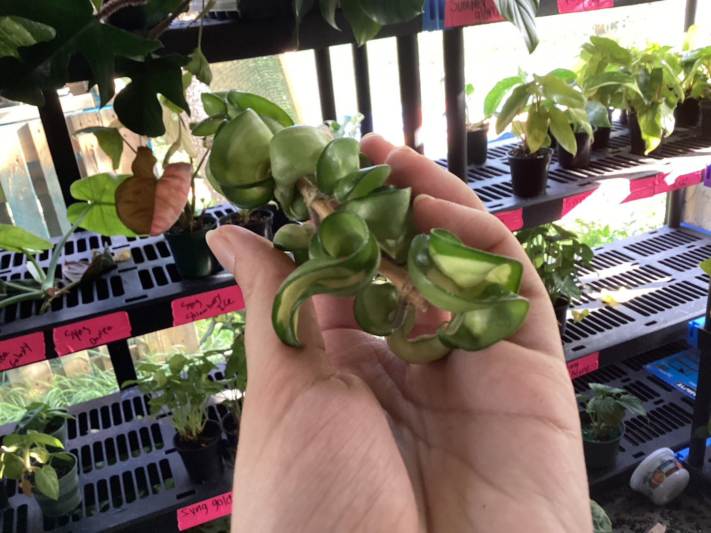 Hoya Mauna Loa Cutting