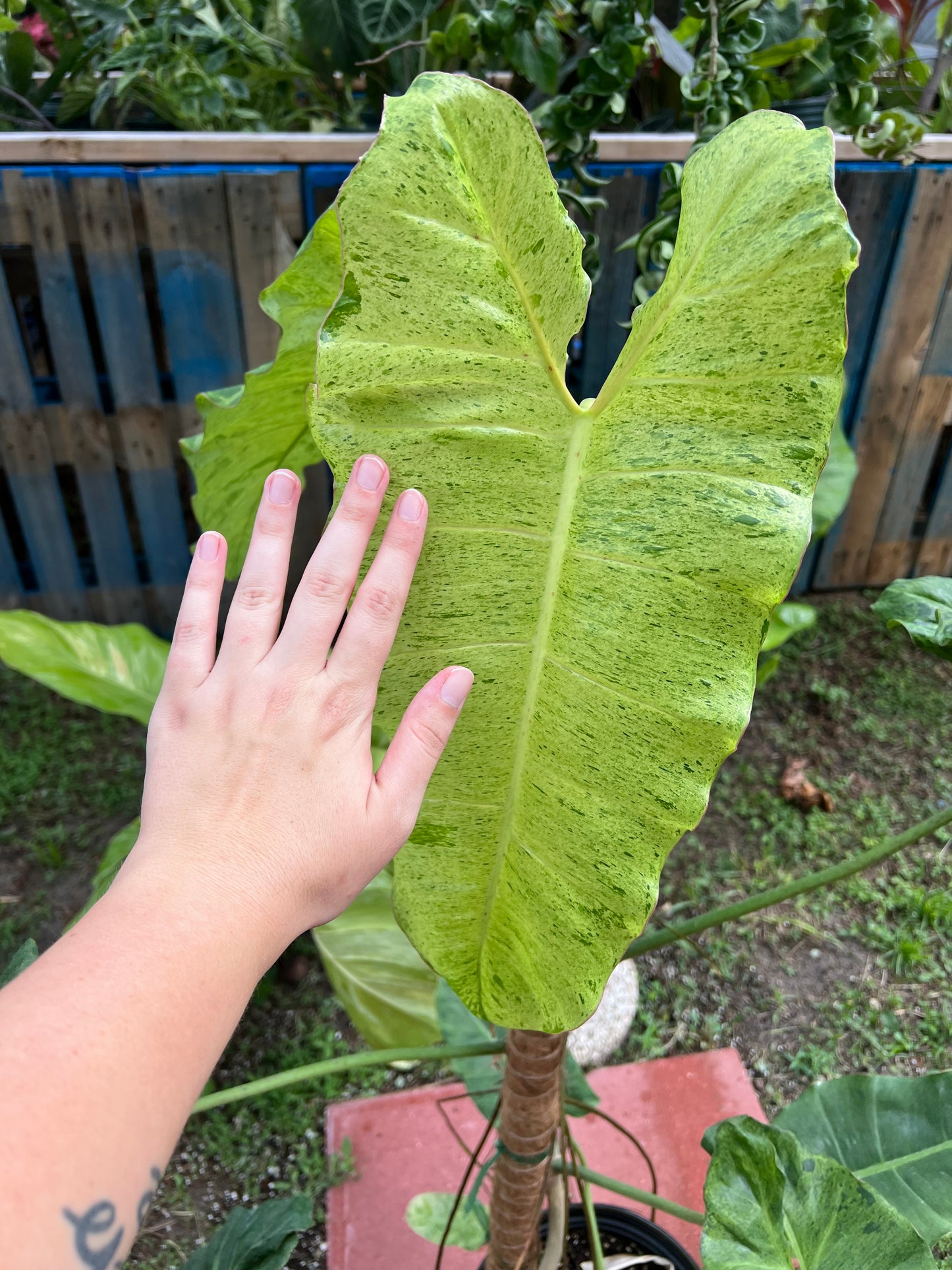 10” Philodendron Paraiso Verde Pole