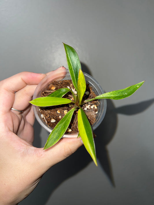 3” Philodendron Caramel Marble