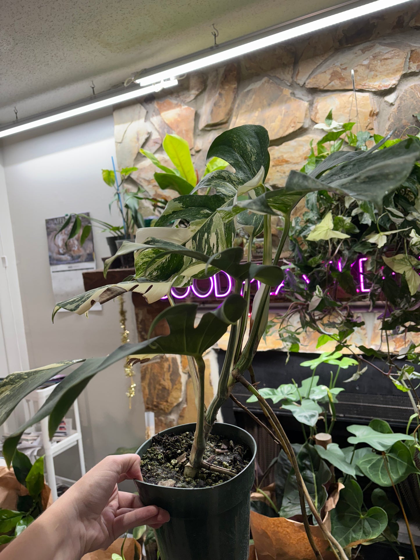 6” Monstera Albo